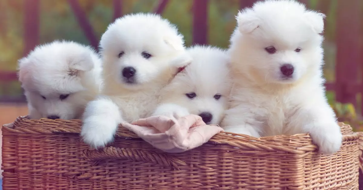 The Joyful Samoyed: A Fluffy Delight for Your Family