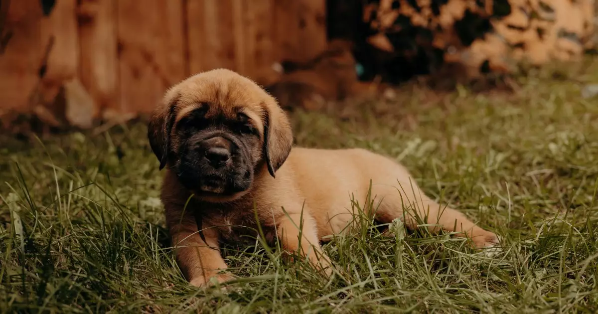 The Majestic Journey of Mastiff Puppies: From Giants to Gentle Companions