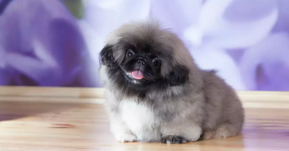 The Regal Charisma of Pekingese Puppies: A Comprehensive Insight