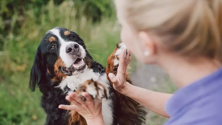 Deepening the Bond: 6 Meaningful Ways to Connect with Your Dog