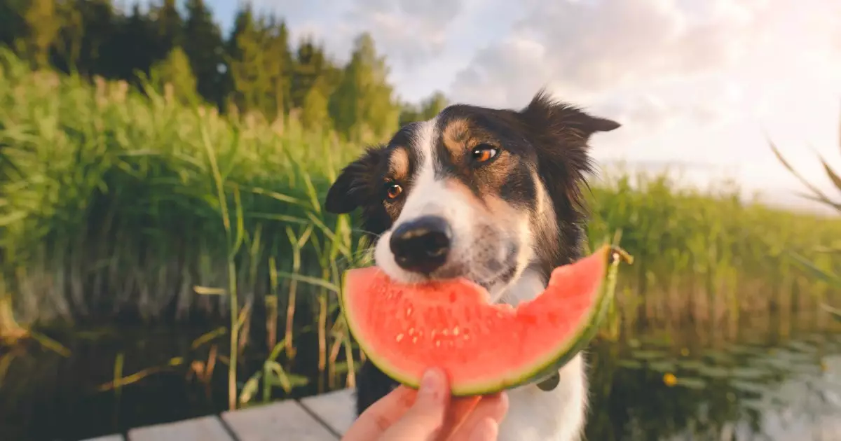 Refreshing and Safe: A Deep Dive into Feeding Watermelon to Your Dog