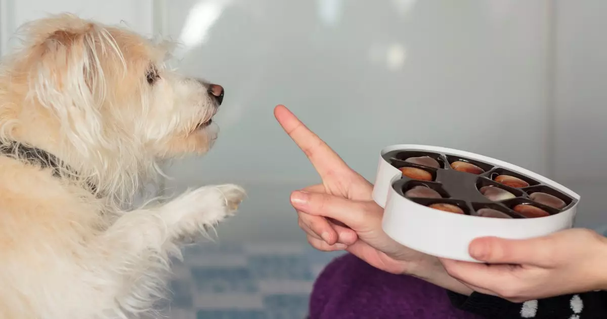 Protecting Your Furry Friend: 10 Foods You Should Never Share with Your Dog