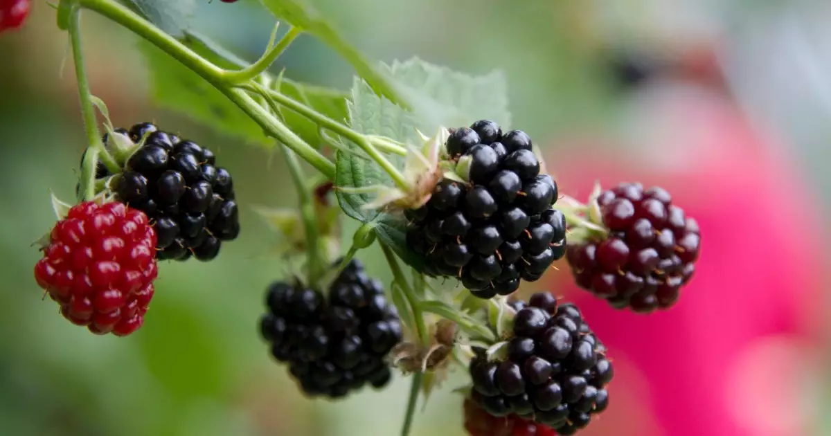 Delightful and Safe: The Truth About Dogs and Blackberries