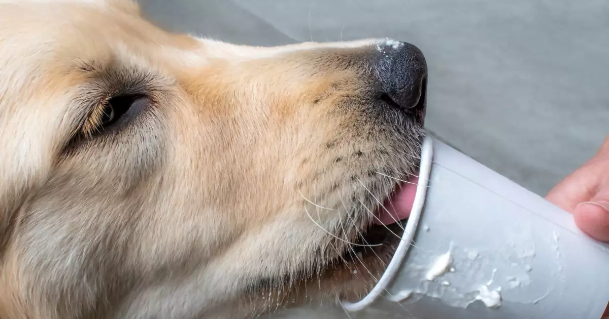 The Joy of Puppuccinos: A Delightful Treat for Your Dog