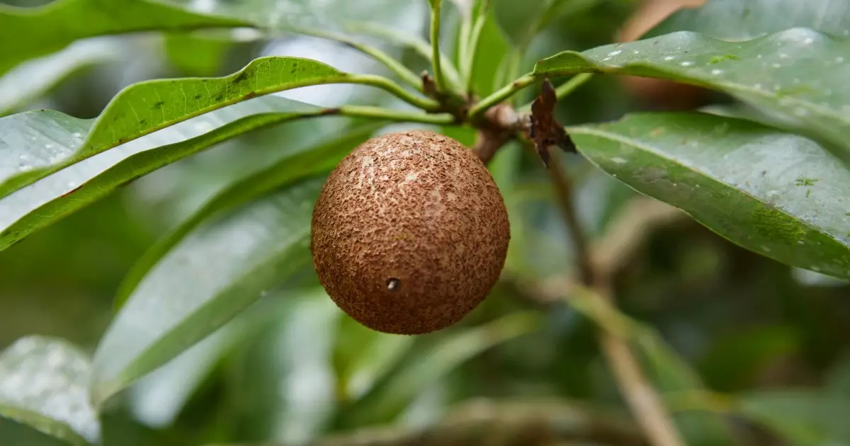 Delightful and Safe: The Benefits of Sapodilla for Dogs