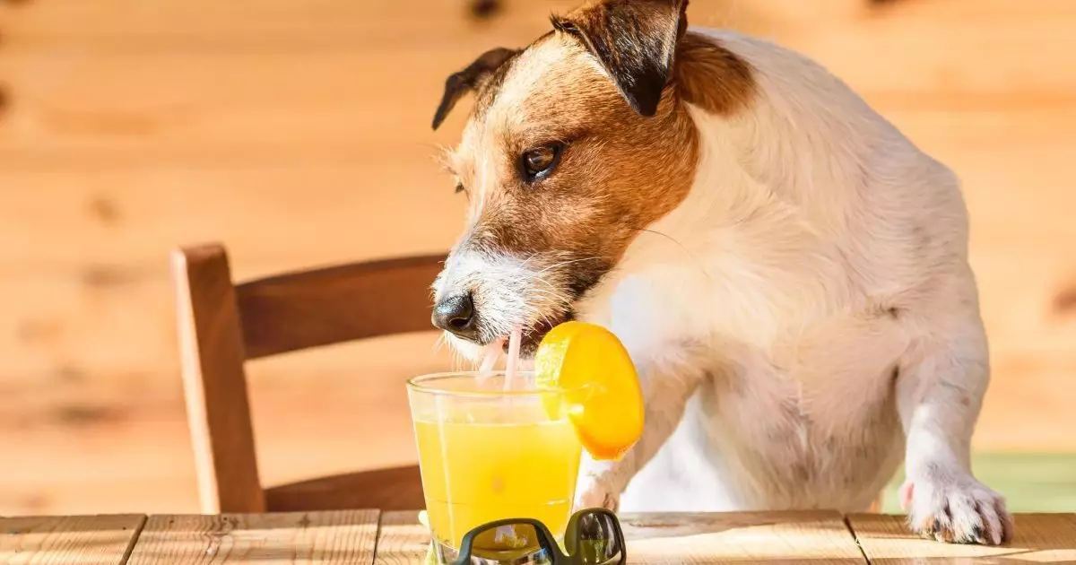 The Truth About Dogs and Fruit Juice: A Closer Look at Safety and Nutrition