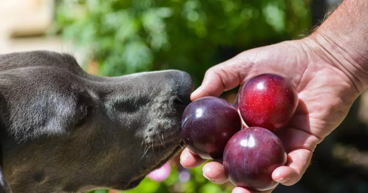 The Hidden Dangers of Plums: What Every Dog Owner Must Know