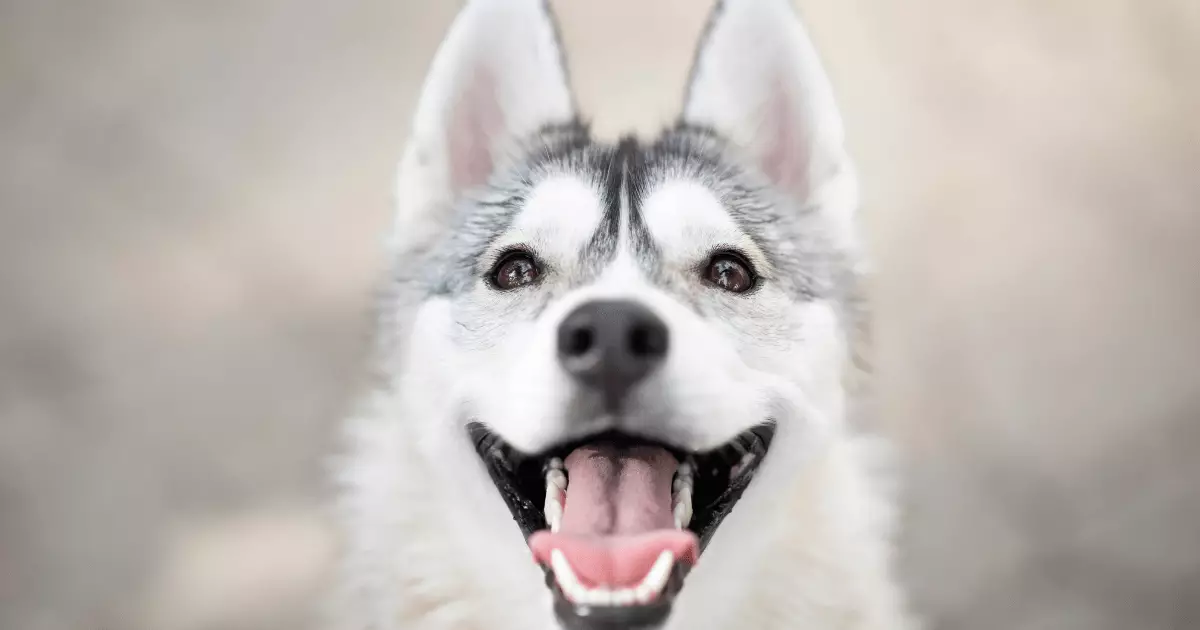 The Essential Guide to Your Dog’s Dental Health: Unveiling the Mystery