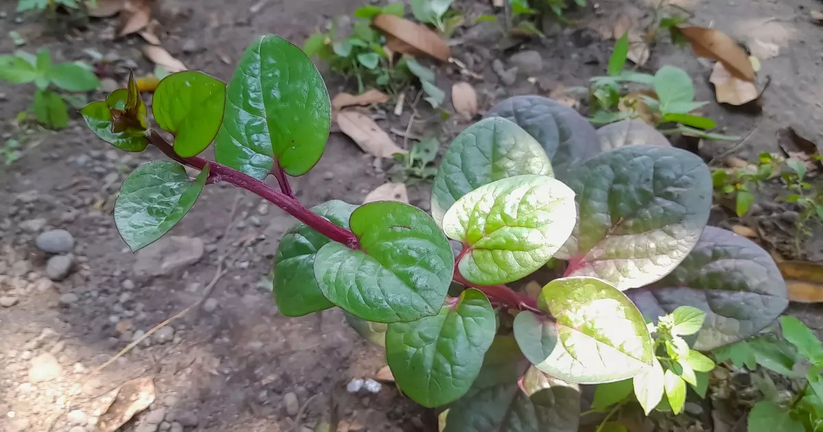 The Nutritional Power of Malabar Spinach: A Green Delight for Dogs