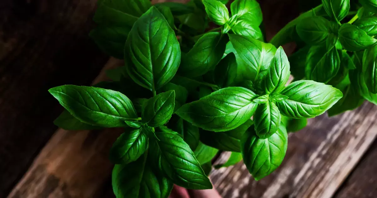Unlocking the Secrets: The Surprising Benefits of Basil for Your Dog