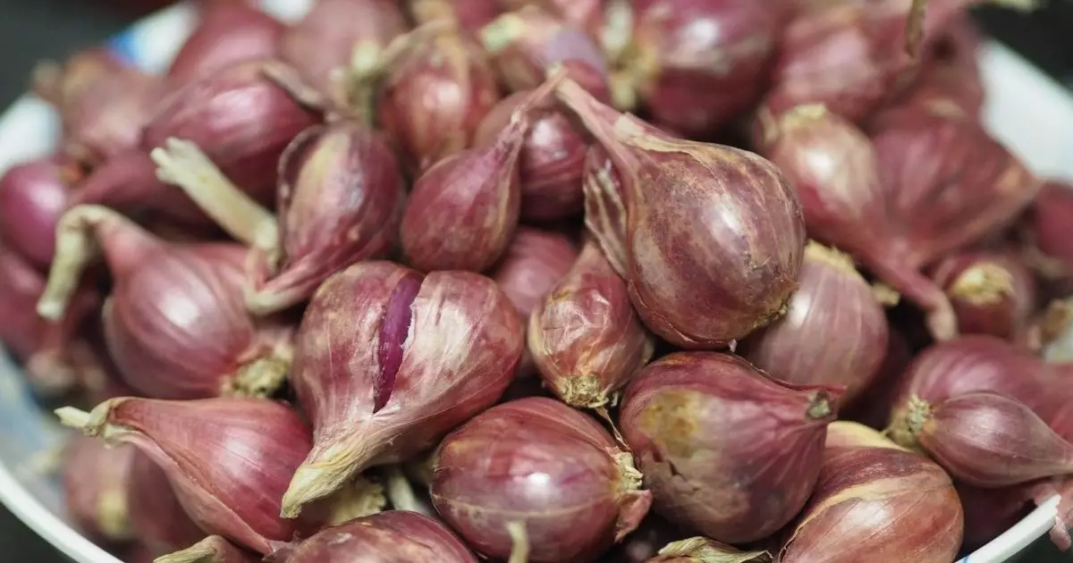 A Powerful Warning: Why Dogs Should Steer Clear of Shallots