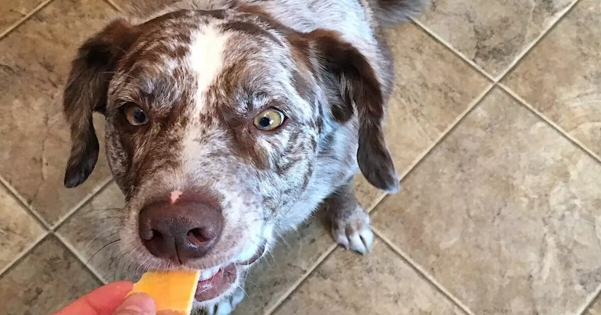 Transform Your Dog’s Diet: Say Goodbye to Smelly Flatulence!