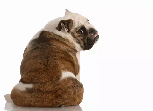 Embracing Canine Communication: Understanding Your Dog’s Behavior