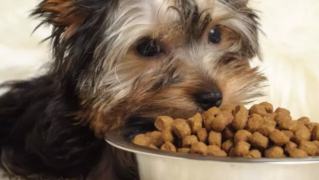 Transform Your Yorkie’s Mealtime with Nutrient-Packed Freeze Dried Toppers