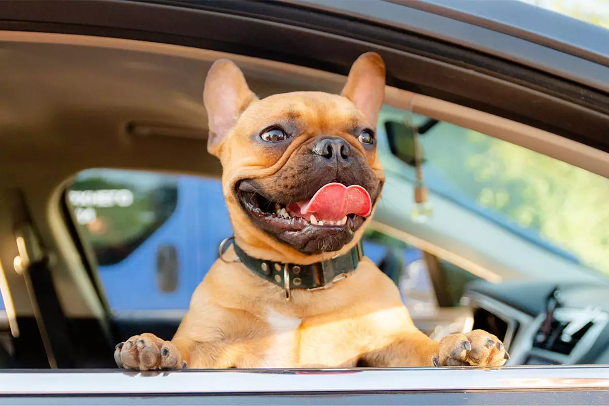Unleash Joy: The Energetic Pups That Brighten Your Life