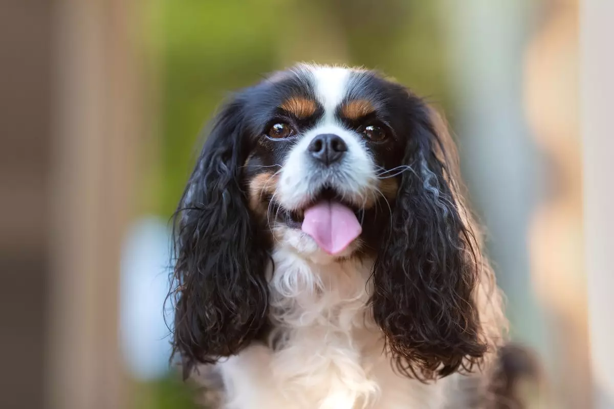 Unseen Bonds: The Profound Emotional Intelligence of Dogs