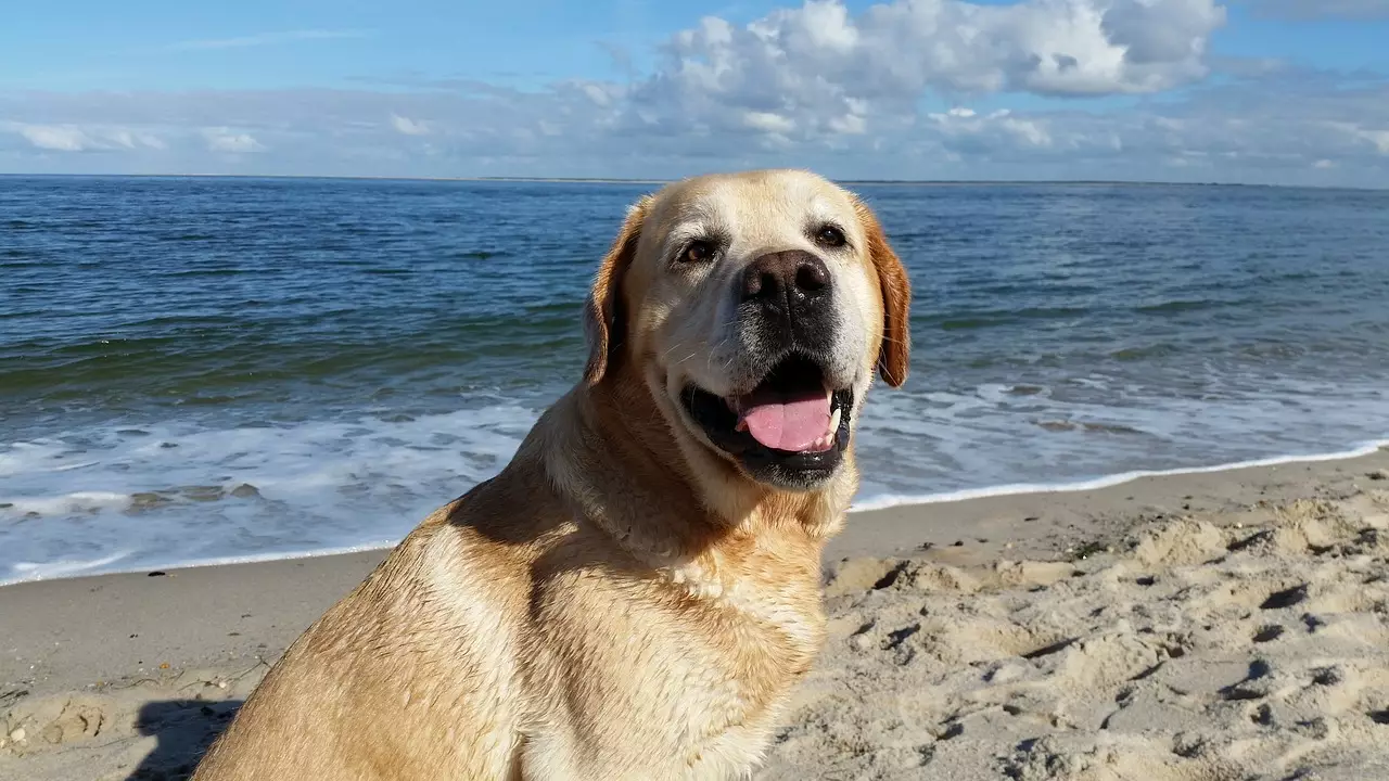 Unleash the Fun: The Ultimate Beach Companions for Dog Lovers