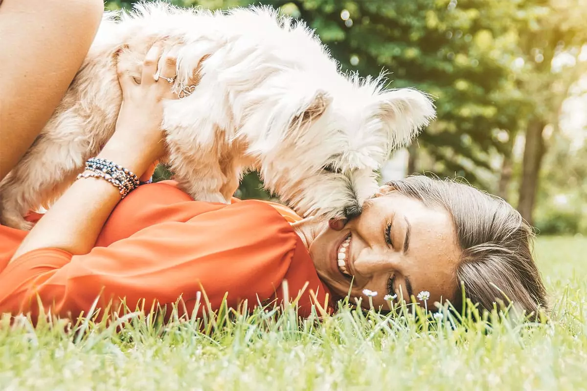 The Radiant Power of Dogs: Everyday Joy in Furry Packages