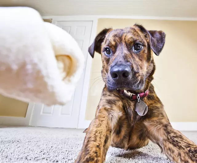Understanding Your Dog’s Resource Guarding: A Deeper Dive