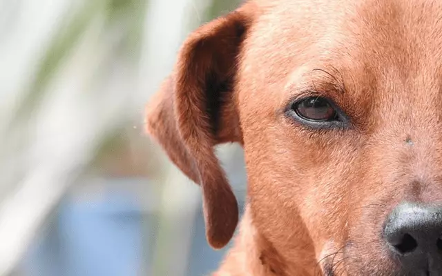 Unraveling the Secrets of Canine Judgment: Understanding Why Dogs Disfavor Certain People