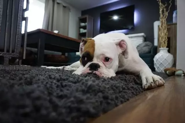 Unlocking Canine Communication: Recognizing the Signs of Distress