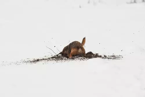 The Unstoppable Urge: Understanding the Digging Instincts of Certain Dog Breeds