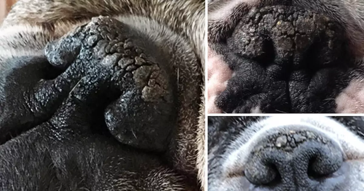 Unlocking the Secret to a Healthy Dog’s Nose: The Truth About Nasal Hyperkeratosis
