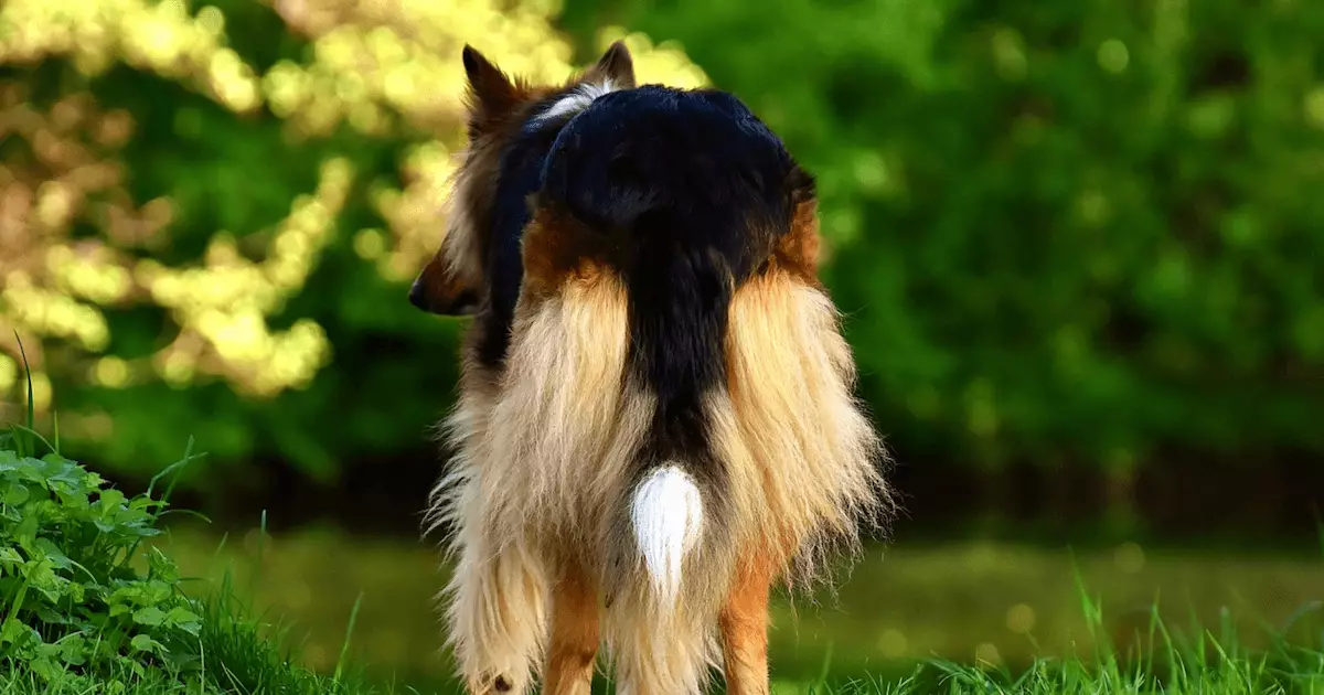 The Joy of Long-Haired Dogs: Addressing the “Poop Butt” Challenge