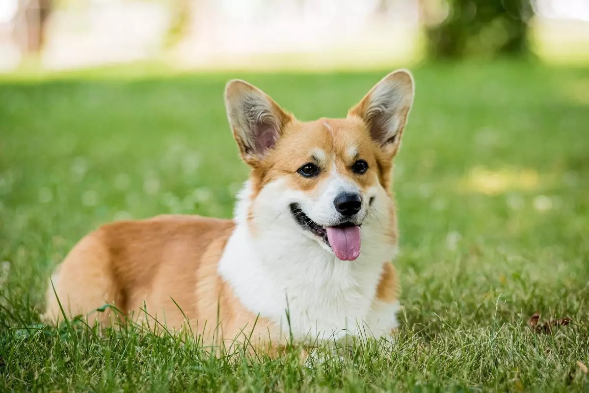 Joyful Companions: Your Ideal First Dog Breeds for Unforgettable Adventures