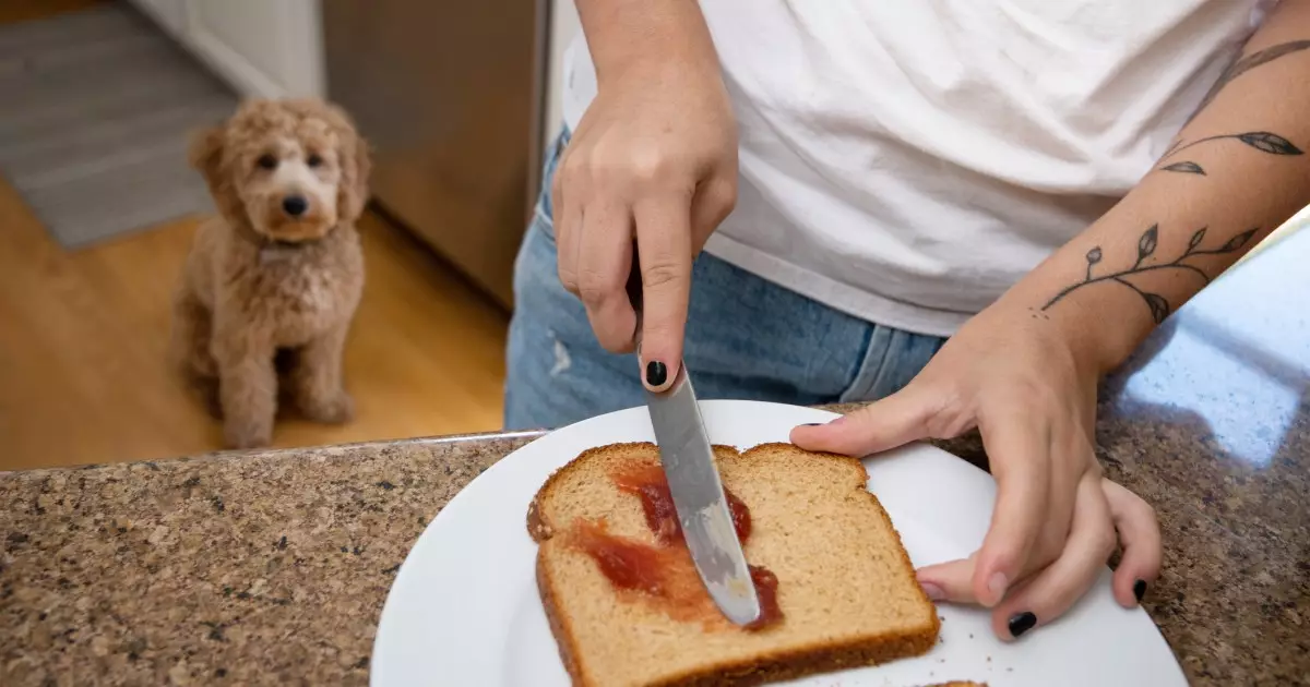 Why Jelly Is a Dangerous Treat for Dogs: What Every Pet Owner Should Know