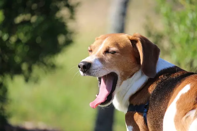 The Vital Guide to Understanding Your Dog’s Burping: What Every Pet Owner Must Know