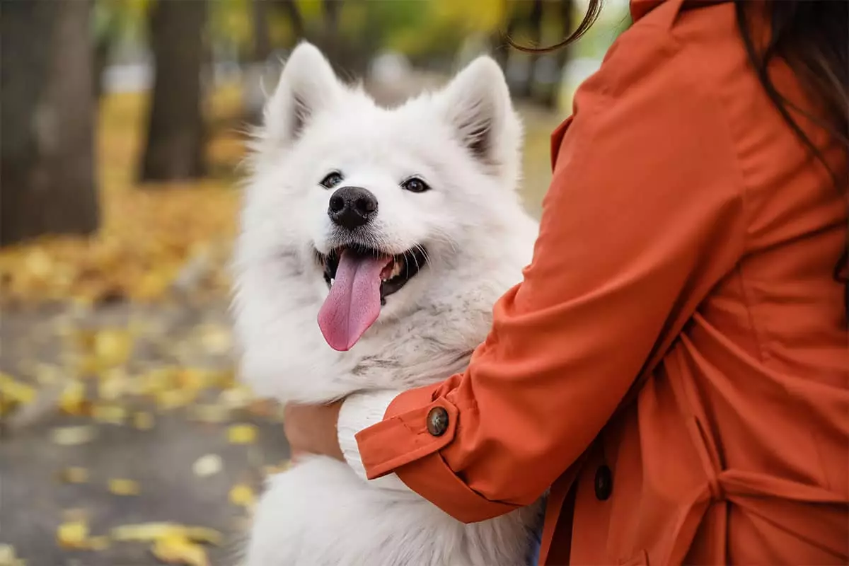 Unleashing the Power of Fluff: Why These Dogs Redefine the Art of Cuddling