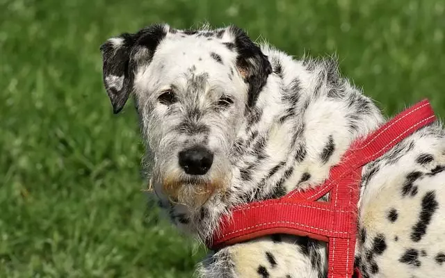 Unlocking the Power of Dog DNA Testing: A Revolutionary Leap in Canine Care