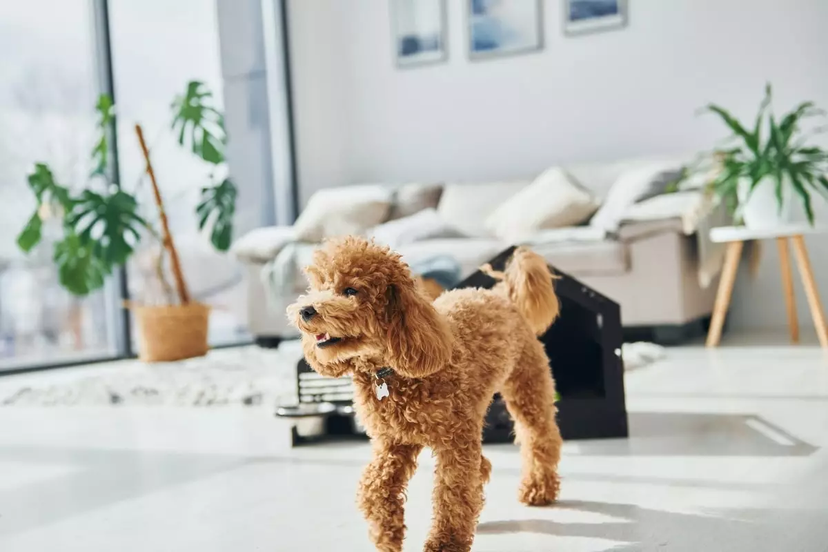 Unlocking Joy: The Ultimate Guide to Perfect Dog Breeds for First-Time Owners