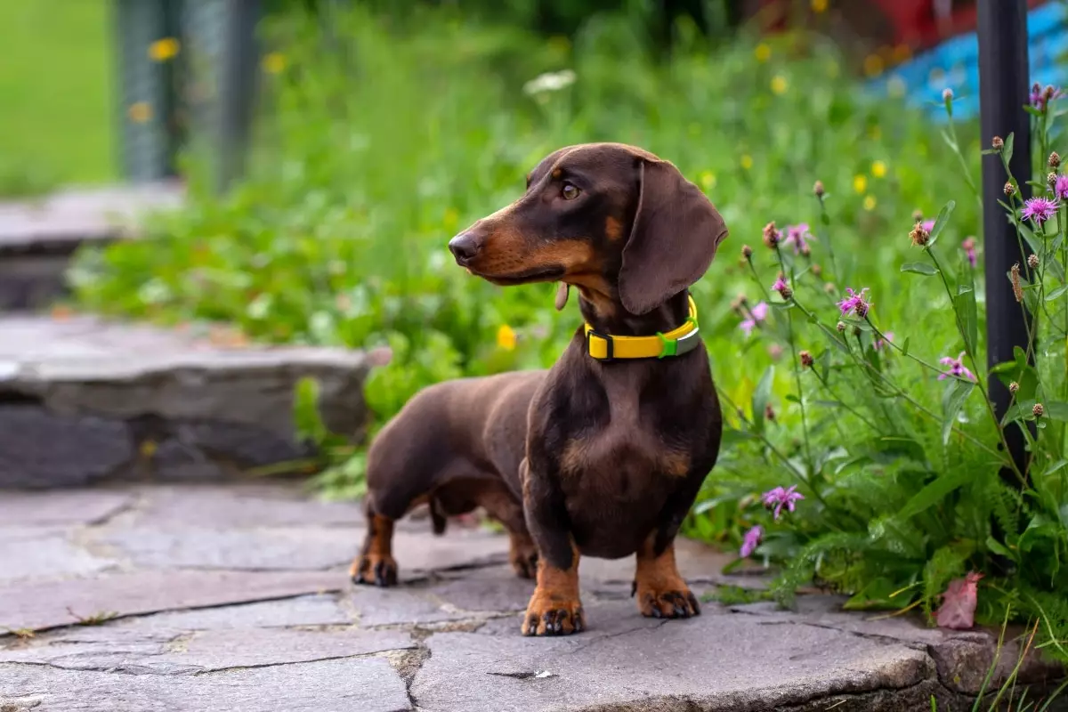 Unleashing Personality: The Most Captivating Dog Breeds That Steal the Show