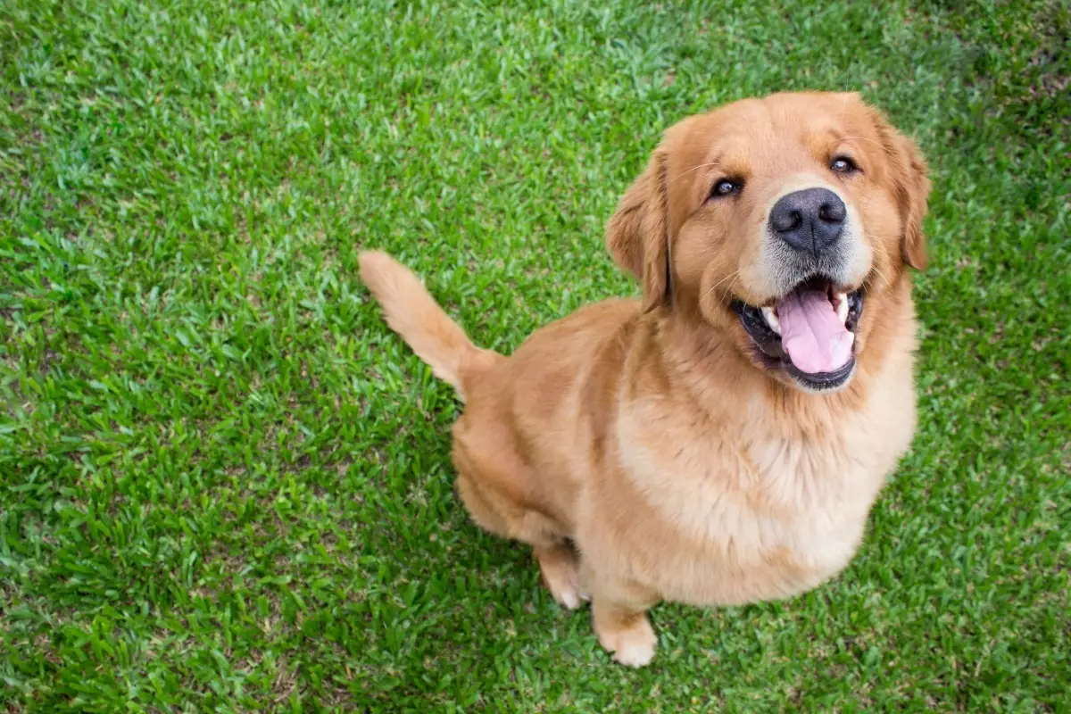 Unbreakable Bonds: The Dogs That Instantly Become Your Lifelong Best Friends