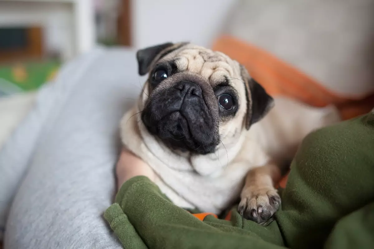 Unbreakable Bonds: The Power of a Dog’s Loyal Heart