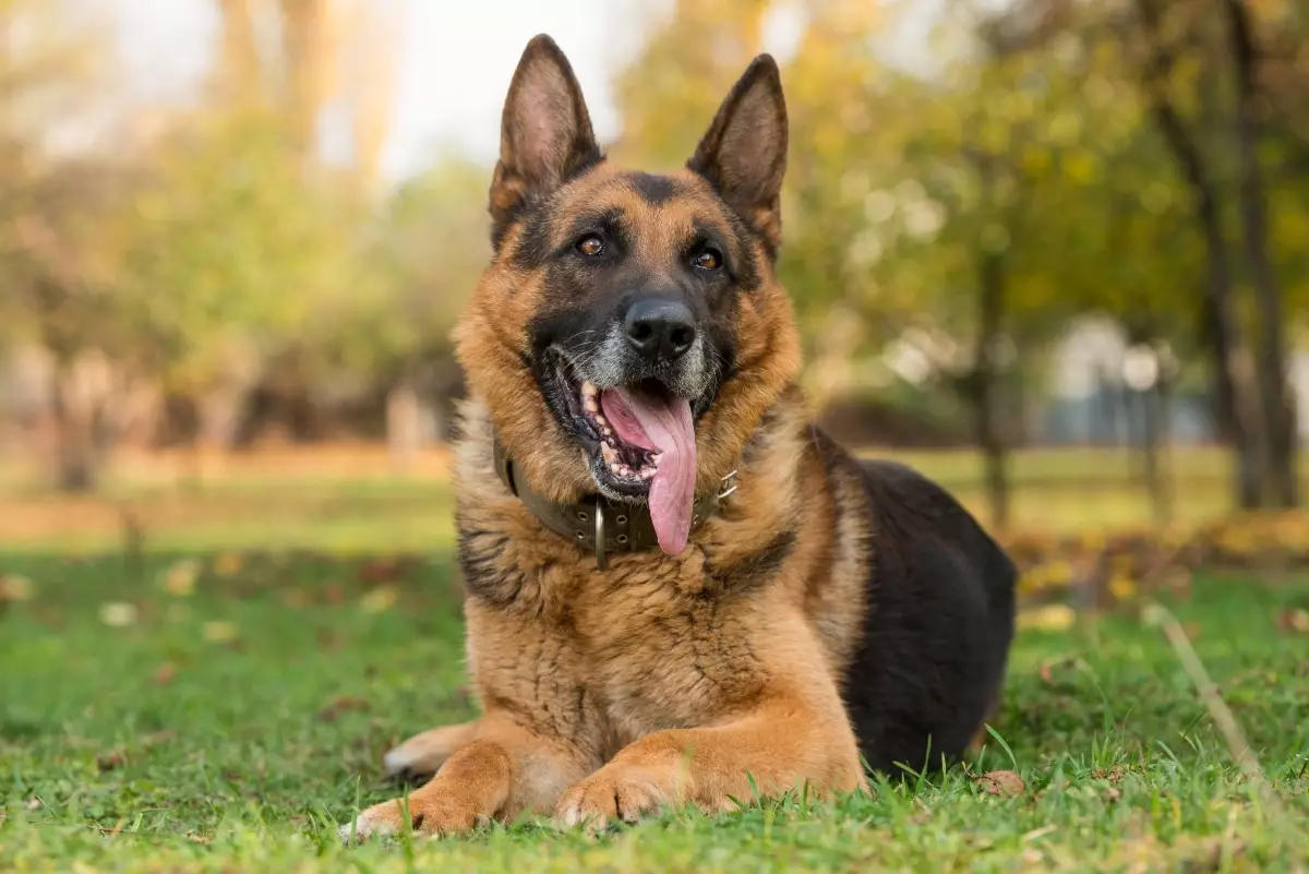 The Unspoken Power of Dog Loyalty: A Deep Dive into True Heart Bonds