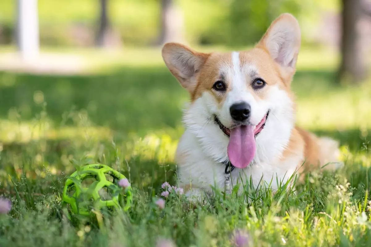 Unleashing the Magic: How Cartoonish Dogs Bring Joy and Wonder to Our Lives