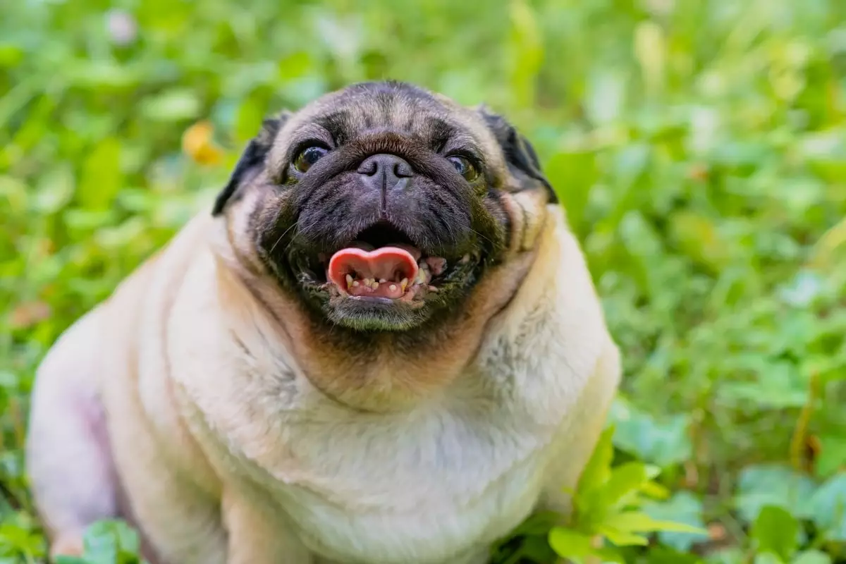 Unleashing Joy: The Enduring Playfulness of Age-Defying Dogs