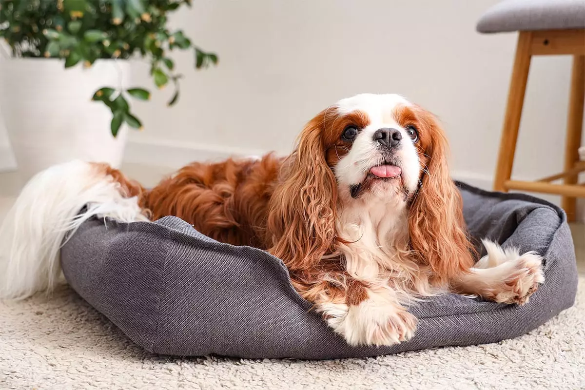 The Power of Unwavering Devotion: How Certain Dog Breeds Define True Loyalty