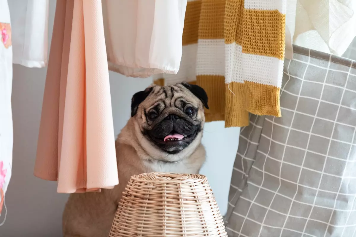 Unleashing Joy: The Most Inspiring Dog Breeds That Radiate Happiness