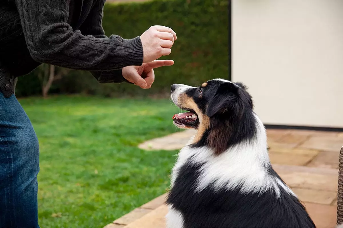 Unleashing Brilliance: The Extraordinary Minds of Dogs That Transform Training into Joy