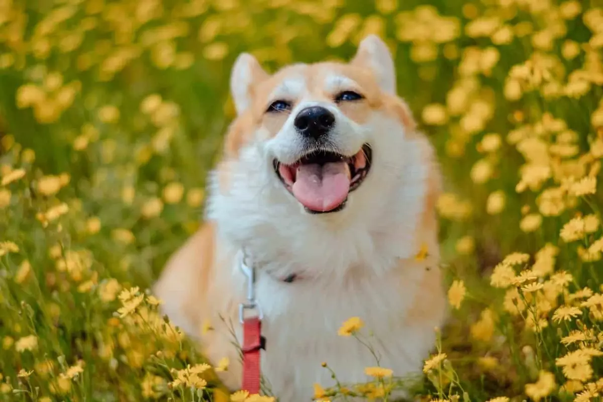 The Unmatched Power of a Dog’s Love and Humor: Why Our Furry Friends Are Life’s Greatest Joy