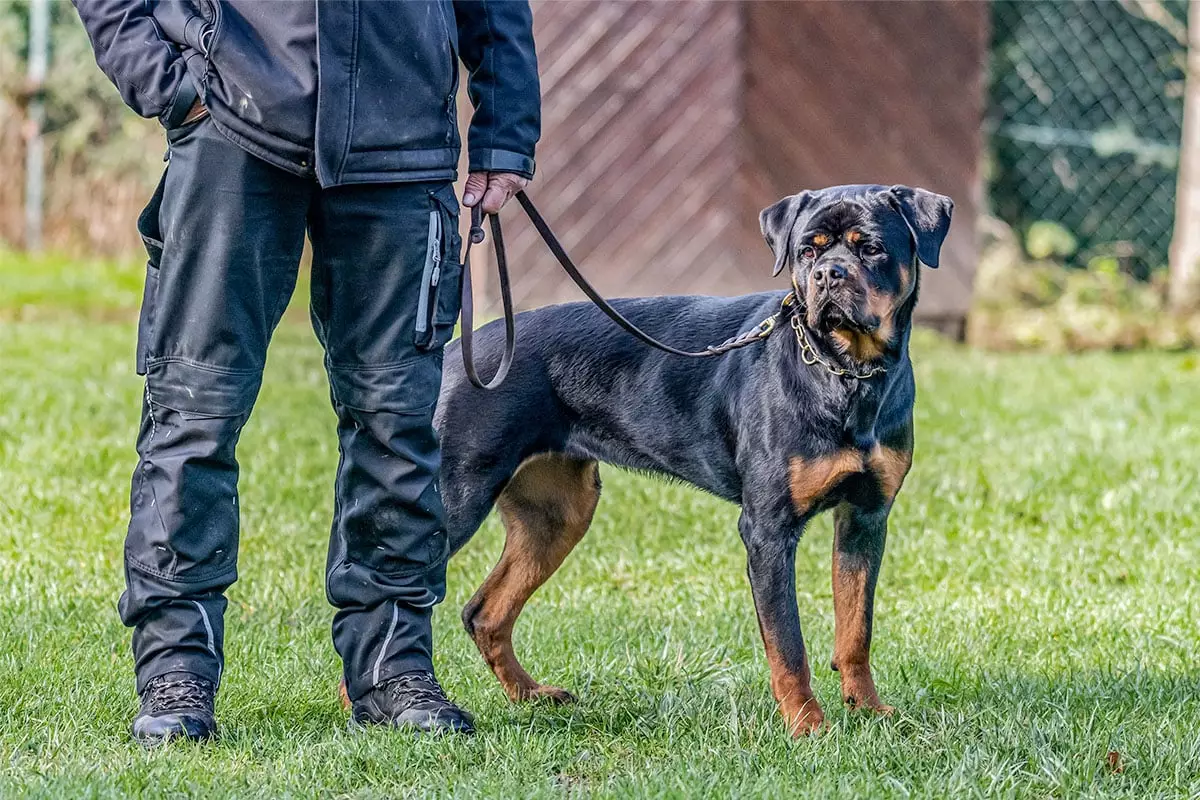 Unbreakable Bonds: The Power of Loyalty and Strength in Man’s Best Friend