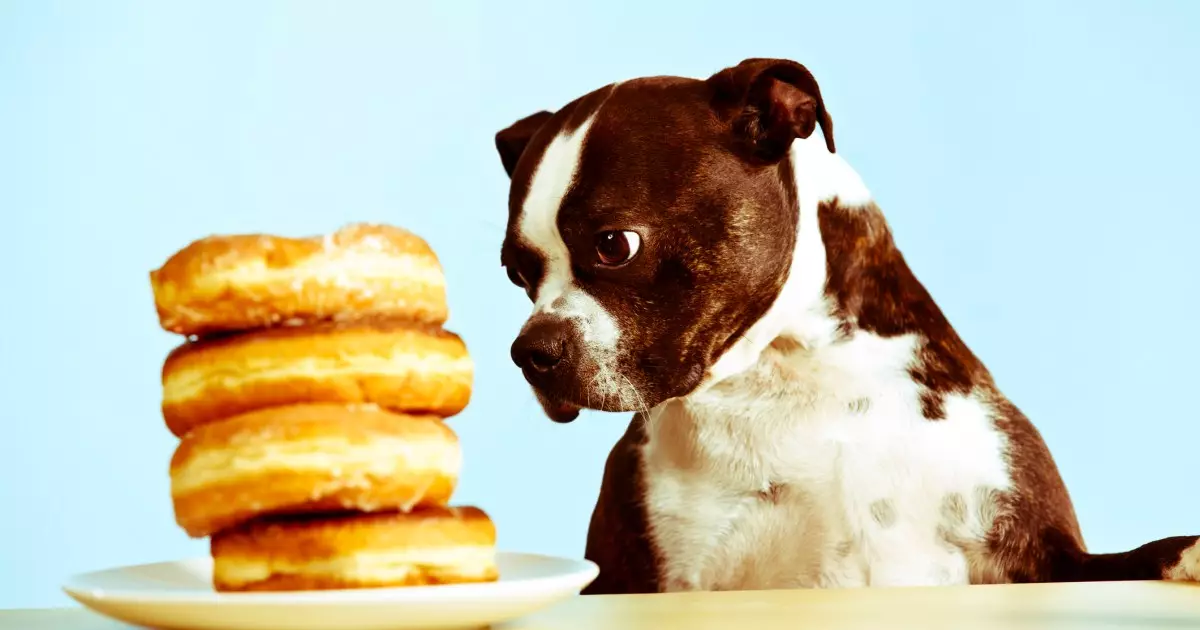 The Hidden Dangers of Sharing Your Sweet Treats with Dogs