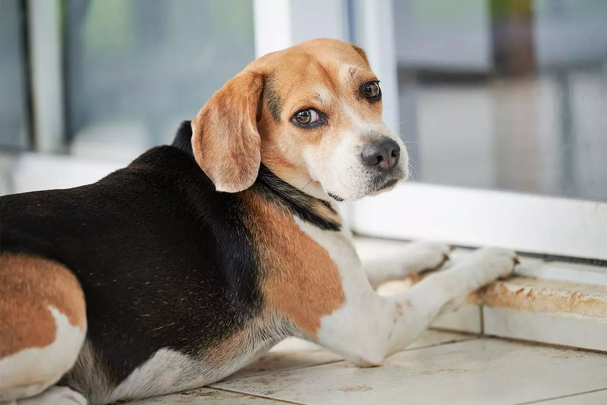 The Unmatched Art of Dog Drama: Meet the Sassy Legends of Canine Expression