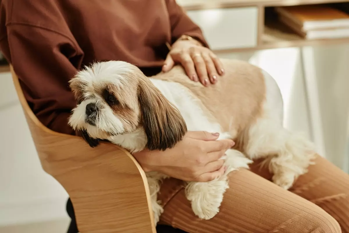The Unmatched Power of a Lap Dog: A Heartfelt Bond of Love and Loyalty