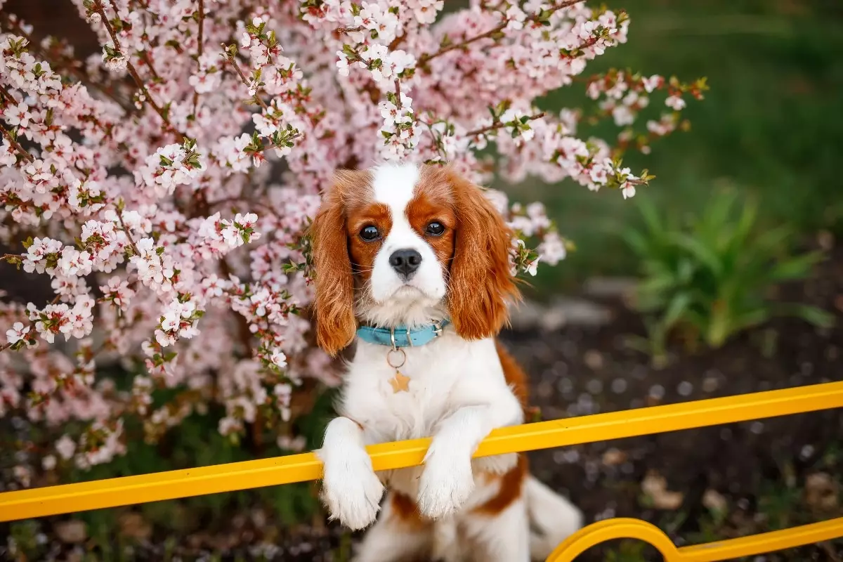 The Unparalleled Majesty of Canine Elegance: Discover the Most Noble Breeds