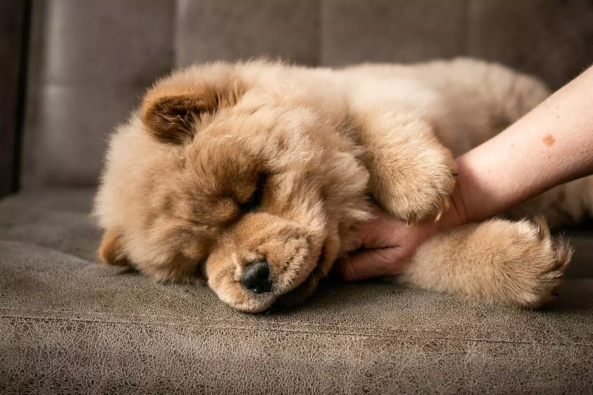 The Unmatched Power of Serenity: How Deep Rest Shapes Gentle Dog Breeds